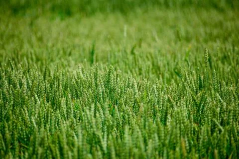 Green wheat growing Stock Photos