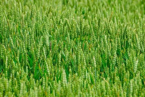 Green wheat growing Foto stock
