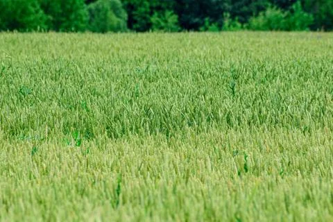 Green wheat growing Foto stock
