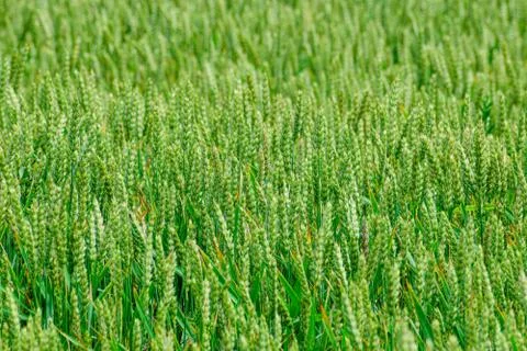 Green wheat growing Stock Photos