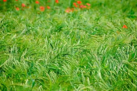 Green wheat growing Stock-Fotos