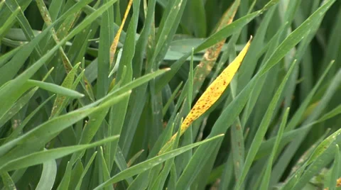 Green wheat leaves fluttering in the wind Stock-Footage 36989133