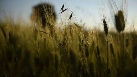 Green wheat of marche Stock Footage 76170685