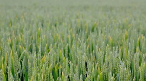 Green wheat moving in breeze Stock Footage 11162010