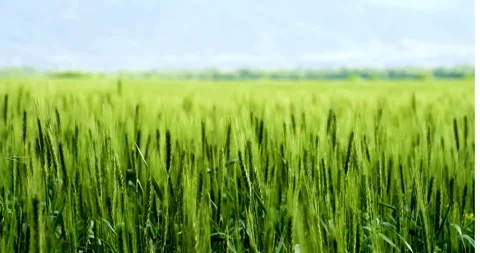 Green wheat new corps fresh agriculture plant farm in sunny day Video stock 334658137