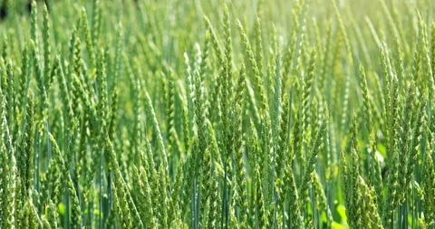 Green wheat new corps fresh agriculture plant farm in sunny day Stock-Footage 334658174
