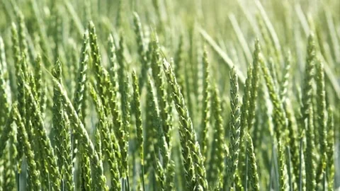 Green wheat new corps fresh agriculture plant farm in sunny day Stock-Footage 334658219
