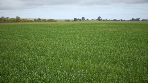 Green wheat in open field under cloudy sky Video stock 81845362