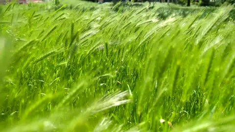 Green wheat or grass field swaying in the wind Stock Footage 341281994