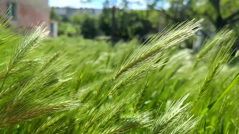 Green wheat or grass field swaying in the wind Stock Footage 341281996