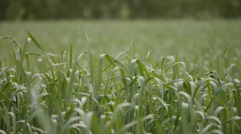Green wheat panorama Stockbeeldmateriaal 25532732