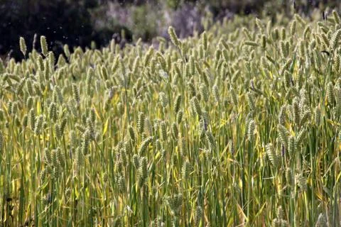 Green wheat Stock Photos