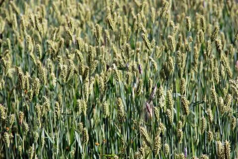 Green wheat Stock Photos