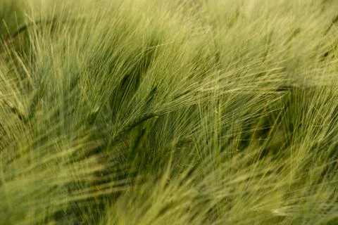 Green wheat Stock Photos