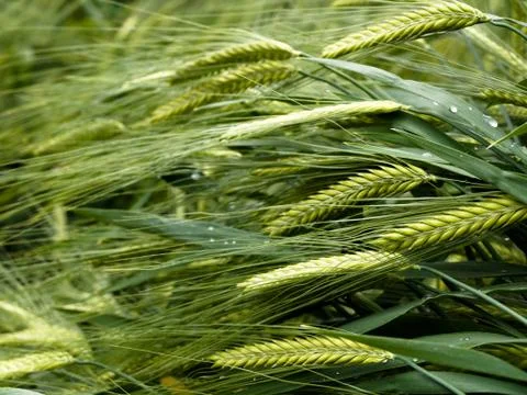 Green wheat Fotos de archivo