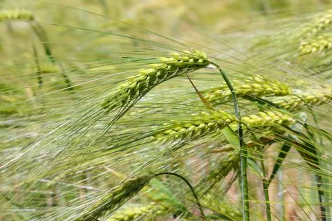 Green wheat Stock Photos