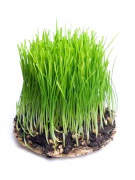 Green wheat Stock Photos