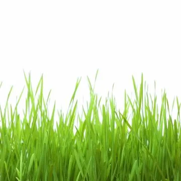 Green wheat Stock Photos