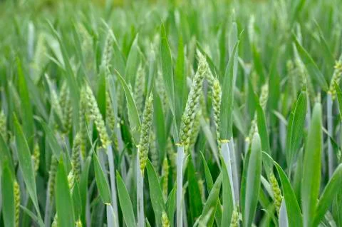 Green wheat Stock Photos