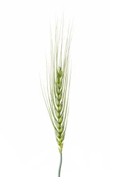 Green wheat Stock Photos