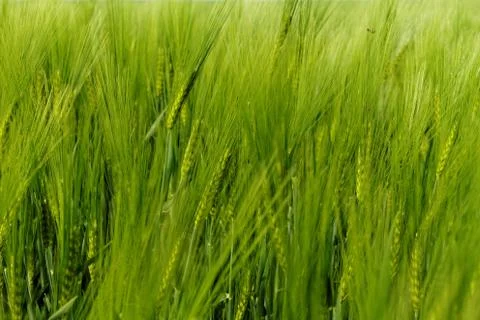 Green wheat Stock Photos