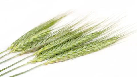 Green wheat Stock Photos