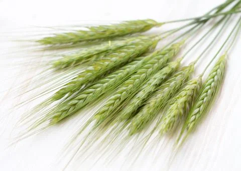 Green wheat Stock Photos
