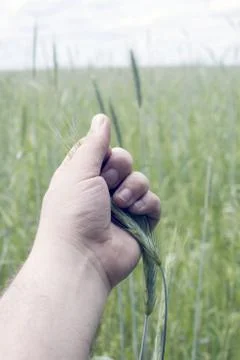 Green wheat Stock Photos