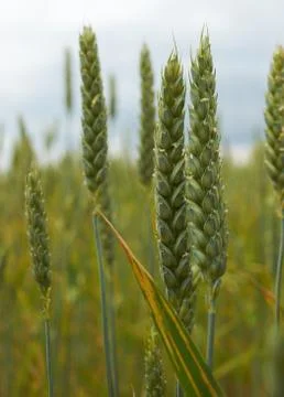 Green wheat Stock Photos