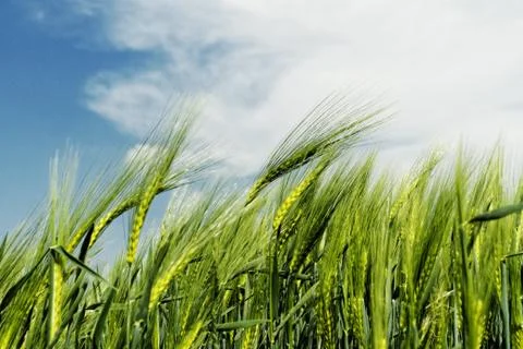 Green wheat Stock Photos