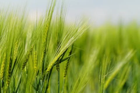 Green wheat Stock Photos