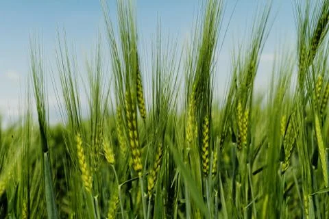 Green wheat Stock Photos