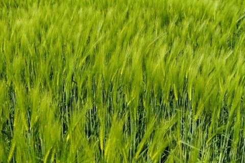 Green wheat Stock Photos