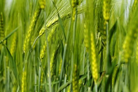 Green wheat Stock Photos