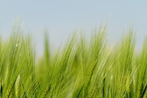 Green wheat Foto stock