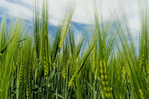 Green wheat Stock Photos