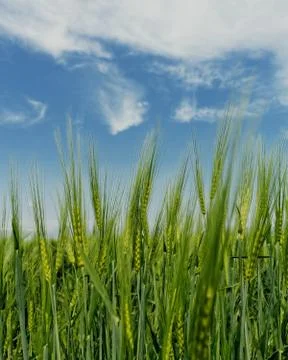 Green wheat Foto stock