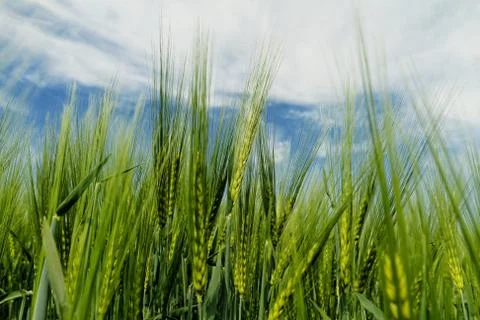 Green wheat Stock Photos