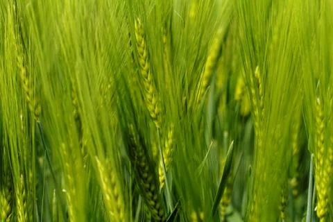 Green wheat Stock Photos