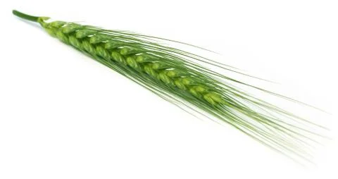 Green wheat Foto stock