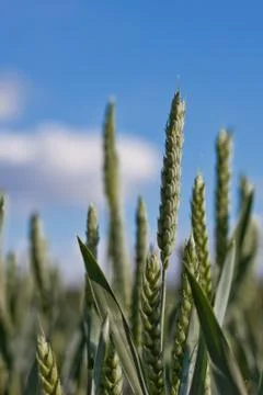 Green wheat Stock Photos