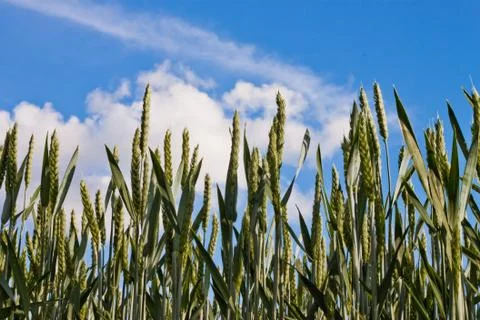 Green wheat Stock Photos