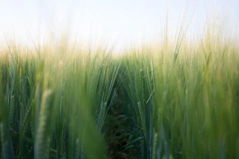 Green wheat Stock Photos