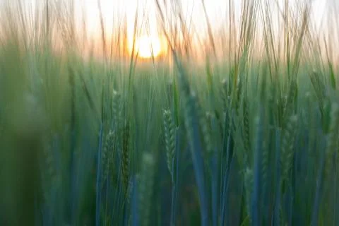 Green wheat Stock Photos