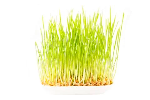 Green wheat Фото