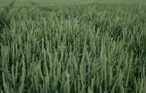 Green wheat Stock Photos
