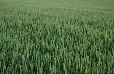 Green wheat Stock Photos