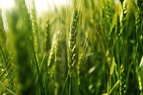 Green wheat Stock Photos