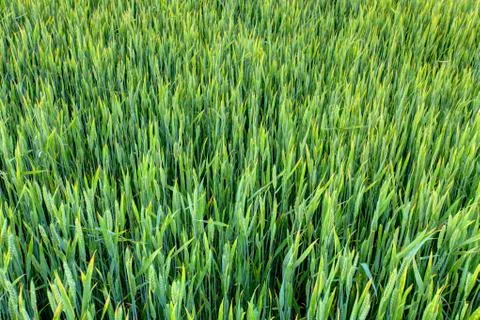 Green wheat Stock Photos