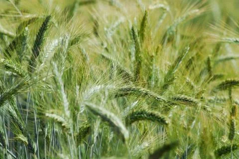 Green Wheat Stock Photos